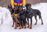 Die beste Wanderausrüstung für Hunde und Haustiere